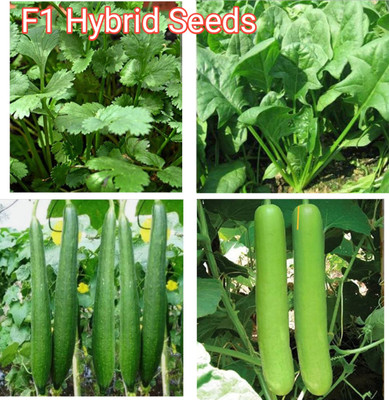 HYBRID Top 4 type vagitable crops seeds highest yield early fruiting best quality Seed(1 per packet)