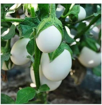 MOONQULTY White Brinjal Seeds for Home Gardening,White Brinjal Vegetable Seed(91 per packet)