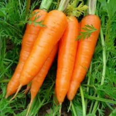 ZIFR Orange Carrot Gajar Seed(300 per packet)