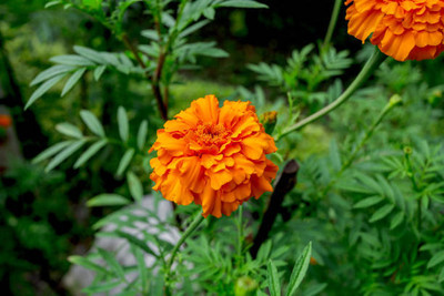 RDK marigold,gende ka phool seeds Seed(21 per packet)
