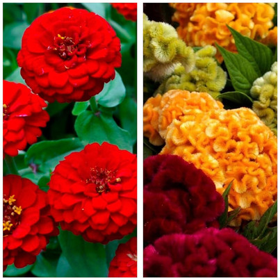 LPR MIX COMBO, FLOWER COMBOO Seed(50 per packet)