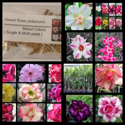 Qualtivate LX-527 Mixed Type Adenium Obesum Desert Rose Seed(30 per packet)