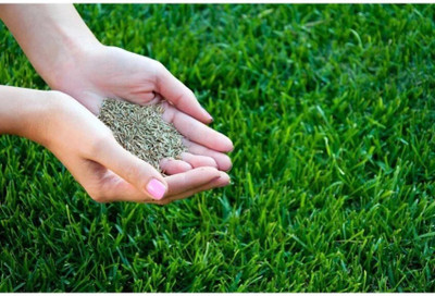 GREENSEA Lawn Grass/Bermuda Grass Seed(2500 per packet)