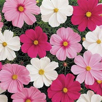 CYBEXIS Flower Cosmos Mix Seed(90 per packet)