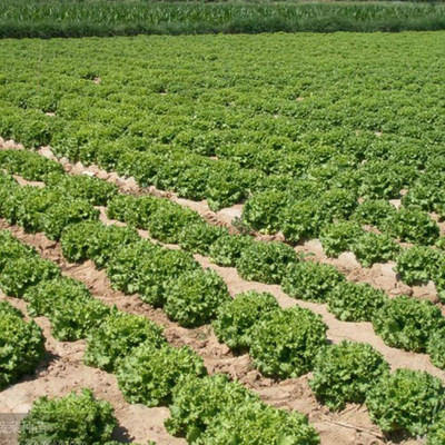 CYBEXIS Green Lettuce Seeds Four Seasons4000 Seeds Seed(4000 per packet)