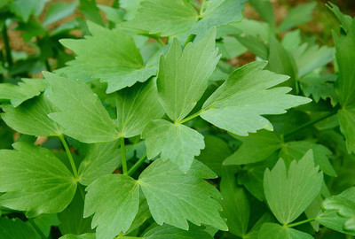 VibeX XLR-40 - Lovage Herb - (2250 Seeds) Seed(2250 per packet)