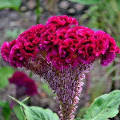 UGRA Celosia Cristata Cockscomb Seed(20 per packet)