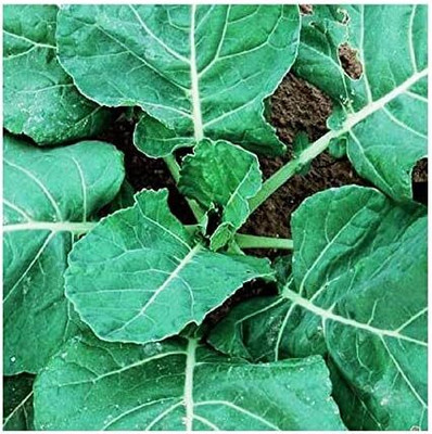 WILLVINE KGF -XII Vates Collard Seeds - Blue-Green Cabbage [25g] Seed(7500 per packet)
