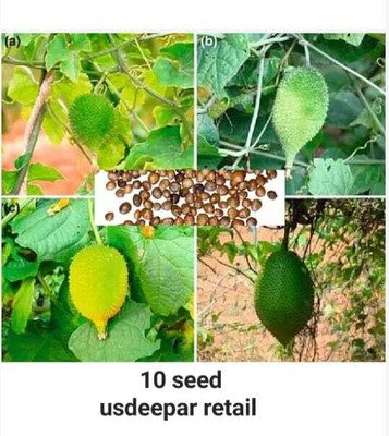 seedargo BDSresolve kantola seeds hybrid, kakoda kantola seeds hybrid, kakrol, Seed(10 per packet)