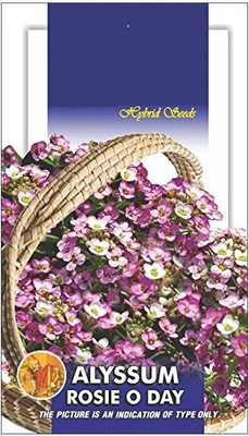 CYBEXIS Alyssum Rosie o Day Pink Seed(1 g)