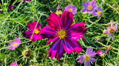 Quentova Cosmos Seeds - Candystripe-6C-VXI Seed(75 per packet)