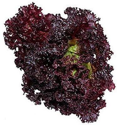 Aywal Lettuce Salad Iceberg Seed(100 per packet)