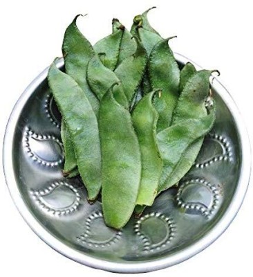 CHILLATAI Dolichos Bean / Sheem / Lab Lab Beans / Hyacinth / Avarai Seeds Seed(60 per packet)