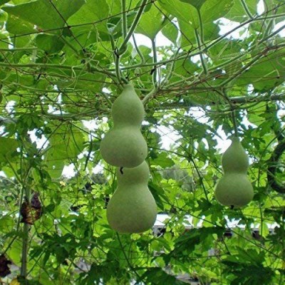 VibeX GUA-49 - Mini Baby Bottle Gourd - (100 Seeds) Seed(100 per packet)