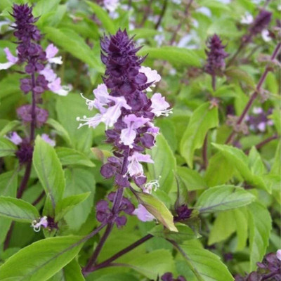 KNESSiN Basil Seed(200 per packet)