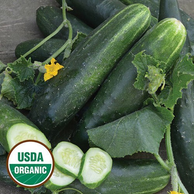 Quentova Japanese Climbing Cucumber Seeds-XLR-2L Seed(300 per packet)