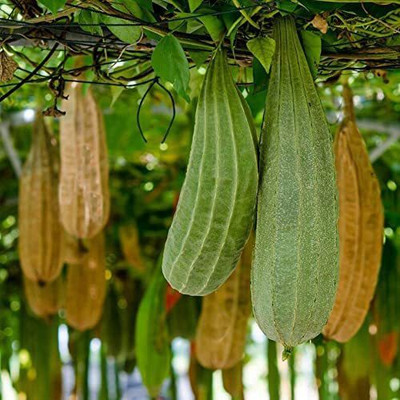 CYBEXIS LX-13 - Gourd Smooth Luffa Sponge - (100 Seeds) Seed(100 per packet)