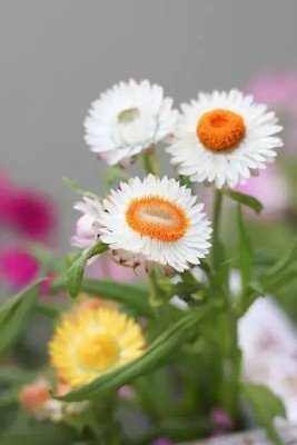 MAA Helichrysum Seed(125 per packet)