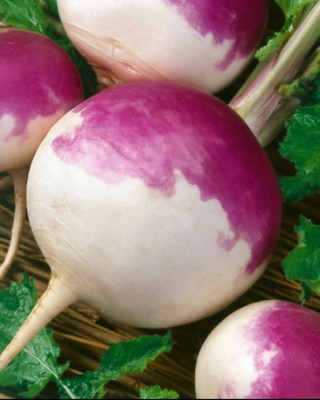 MYLAWN Turnip Purple Queen Seed(200 per packet)
