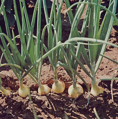 WILLVINE MAH -IV Pusa Red Onion [5g] Seed(3000 per packet)