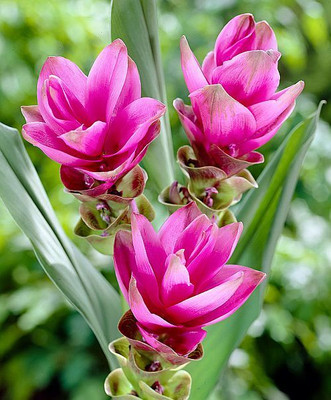 zabbus Curcuma Flower Bulbs for Summer Season Pink Seed(1 per packet)