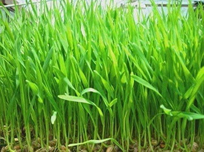 KNESSiN Pure Hard Red Wheatgrass Seeds Ideal for Juicing & Microgreens-(2000 Seeds) Seed(2000 per packet)
