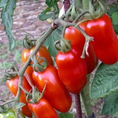 CYBEXIS Tomato Seeds SAN MARZANO 2000 Seeds Seed(2000 per packet)