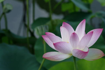 Greenlive traders lotus,kamal seeds Seed(11 per packet)