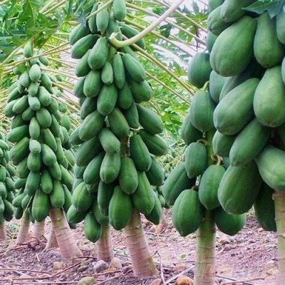 ActrovaX Papaya/Red Lady Organic F1 Hybrid Fruit Special Pack [800 Seeds] Seed(800 per packet)
