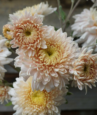 Quentova CHRYSANTHEMUM ADORE FLOWER-5Y-KGF Seed(100 per packet)