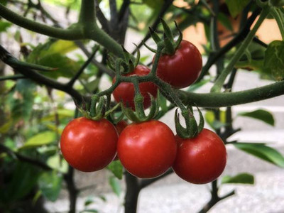 Greengets tomato Seed(30 per packet)