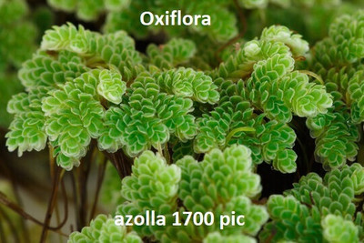 Oxiflora Azolla Seed Seed(1700 per packet)