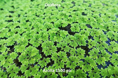Oxiflora Azolla Seed Seed(1500 per packet)