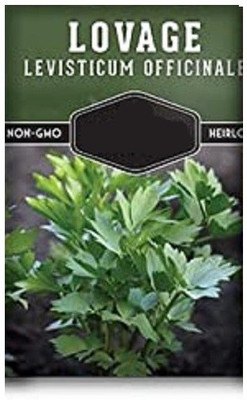 CYBEXIS Lovage800 Seeds Seed(800 per packet)