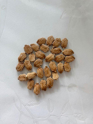 Qualtivate PUA-7A BITTER GOURD / F1 HYBRID SEEDS Seed(50 per packet)