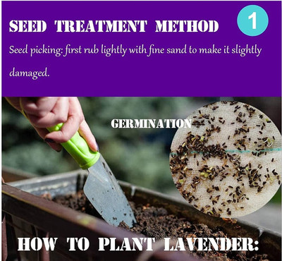 VibeX XLR-74 - Lavender (Lavendula angustifolia) - (750 Seeds) Seed(750 per packet)