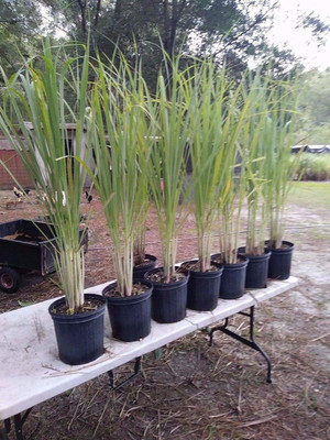 VibeX ® VXI-107 Cymbopogon Flexuosus Lemon Grass Seed(500 per packet)