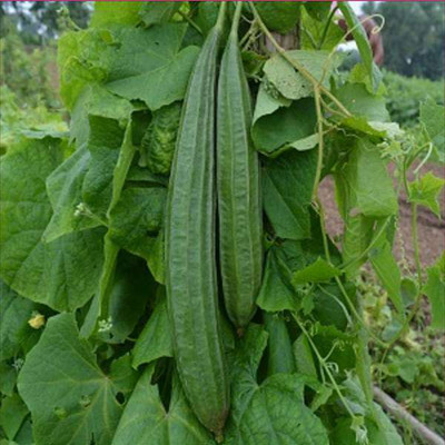 Seedsqlty Ridge gourd seeds hybrid, high germination (11 seeds) Seed(11 per packet)