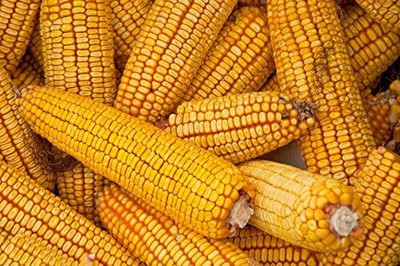 Qualtivate ICRA-4A Corn Field Corn Seed(400 per packet)