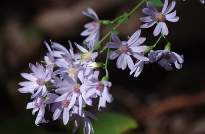 CYBEXIS HEART LEAVED ASTER Aster Seed(50 per packet)