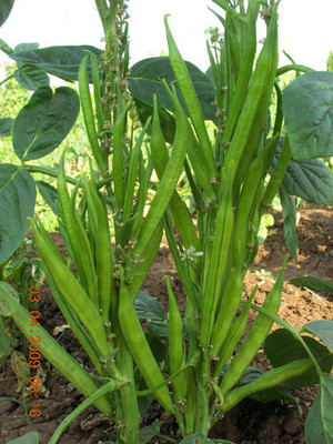 Oliver CLUSTER BEANS SEEDS Seed(55 per packet)