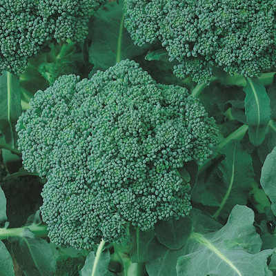 BJUBAS Broccoli Seeds For Gardening pack of 28 Seed(28 per packet)
