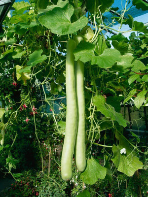 VibeX ATS-67 - Calabash Super Long Bottle Gourd - (300 Seeds) Seed(300 per packet)