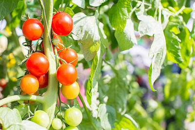 JAGREX tomato Seed(55 per packet)