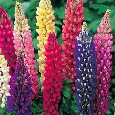 BDSresolve lupin flower seeds/lupin seeds 27 Seed(27 per packet)