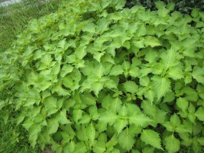 VibeX LXI-5 - Perilla Zi Su Green Shiso - (750 Seeds) Seed(750 per packet)