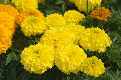 Pihu Enterprises marigold/gende ka phool flower seeds Seed(50 per packet)