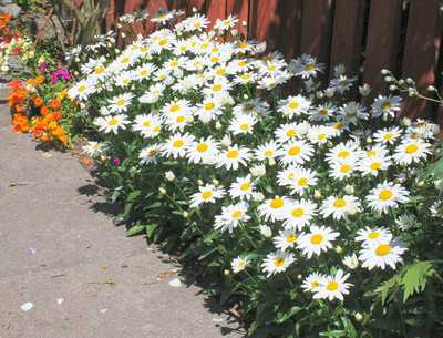 CYBEXIS XLL-1 - Fresh Shasta Daisy Alaska (Chrysanthemum Maximum) - (180 Seeds) Seed(180 per packet)