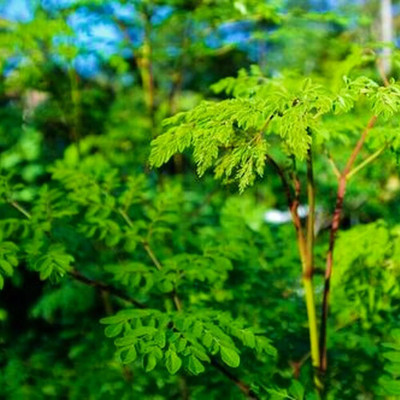 ibains Odc moringa seed Seed(70 per packet)