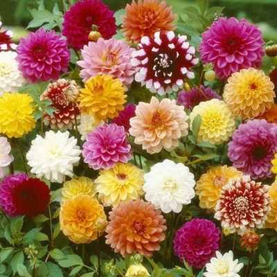 Qualtivate LX-248 Dahlia Giant Flower Seeds Seed(50 per packet)